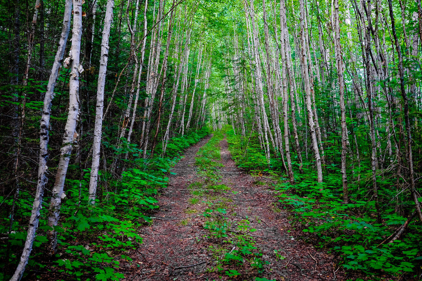 A path in the forest lined with birch trees.