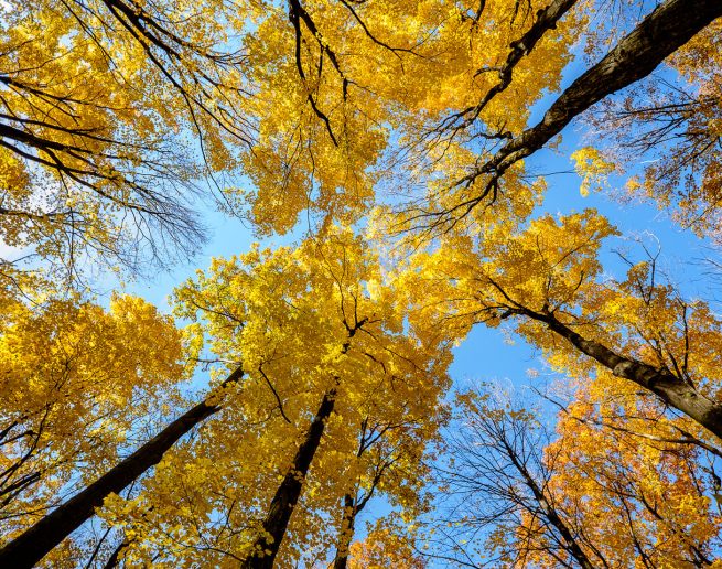 Falls colours in Kelso Conservation Area.