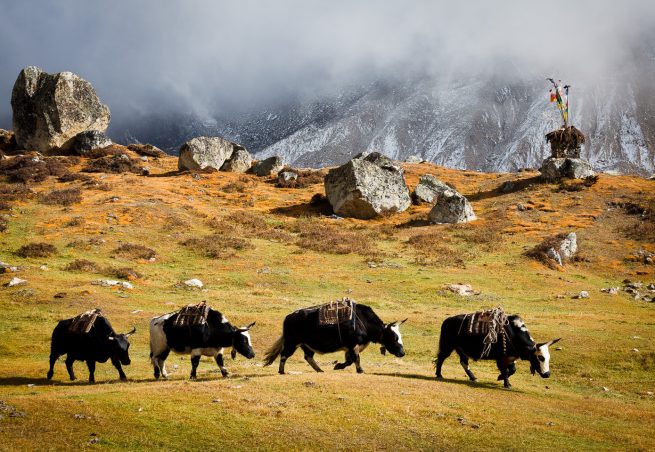 Yaks returning from pasture in Lhonak, eastern Nepal.